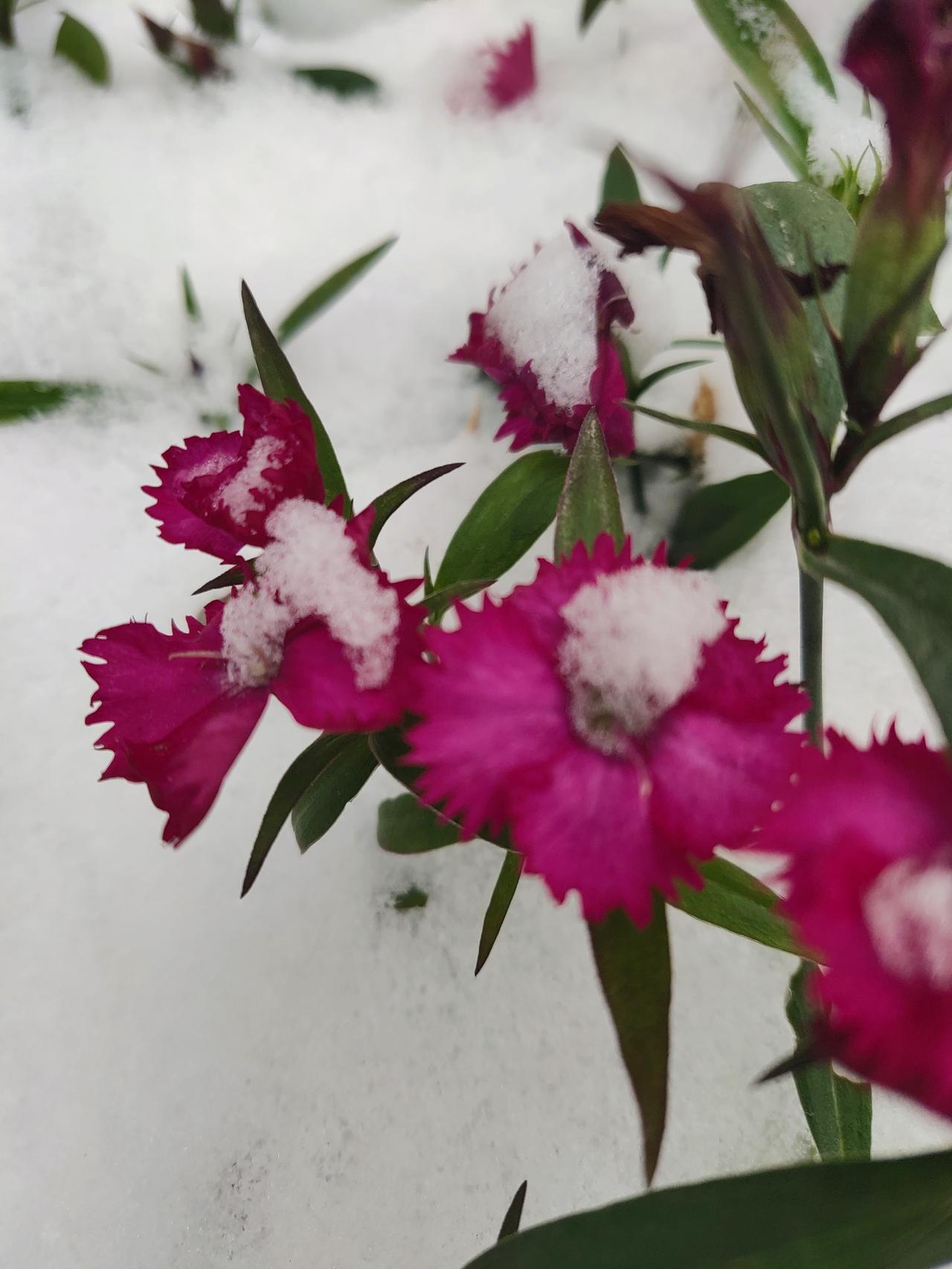 昨天等了一天，雪都没有下，晚上过一会就去窗口看一下，一直到夜里十一点上床睡觉，也