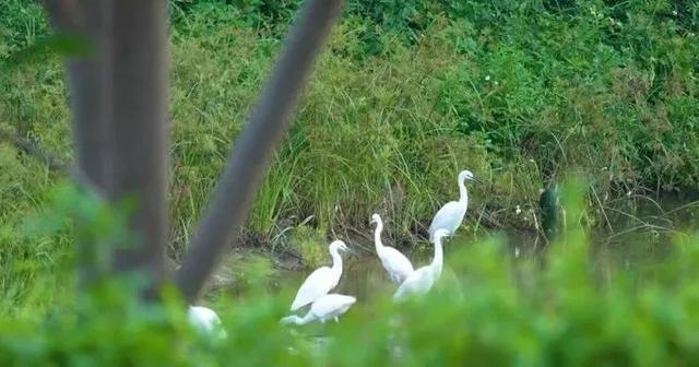 禅城|罕见！野生珍禽白骨顶鸡出现在禅城，内附高清图→