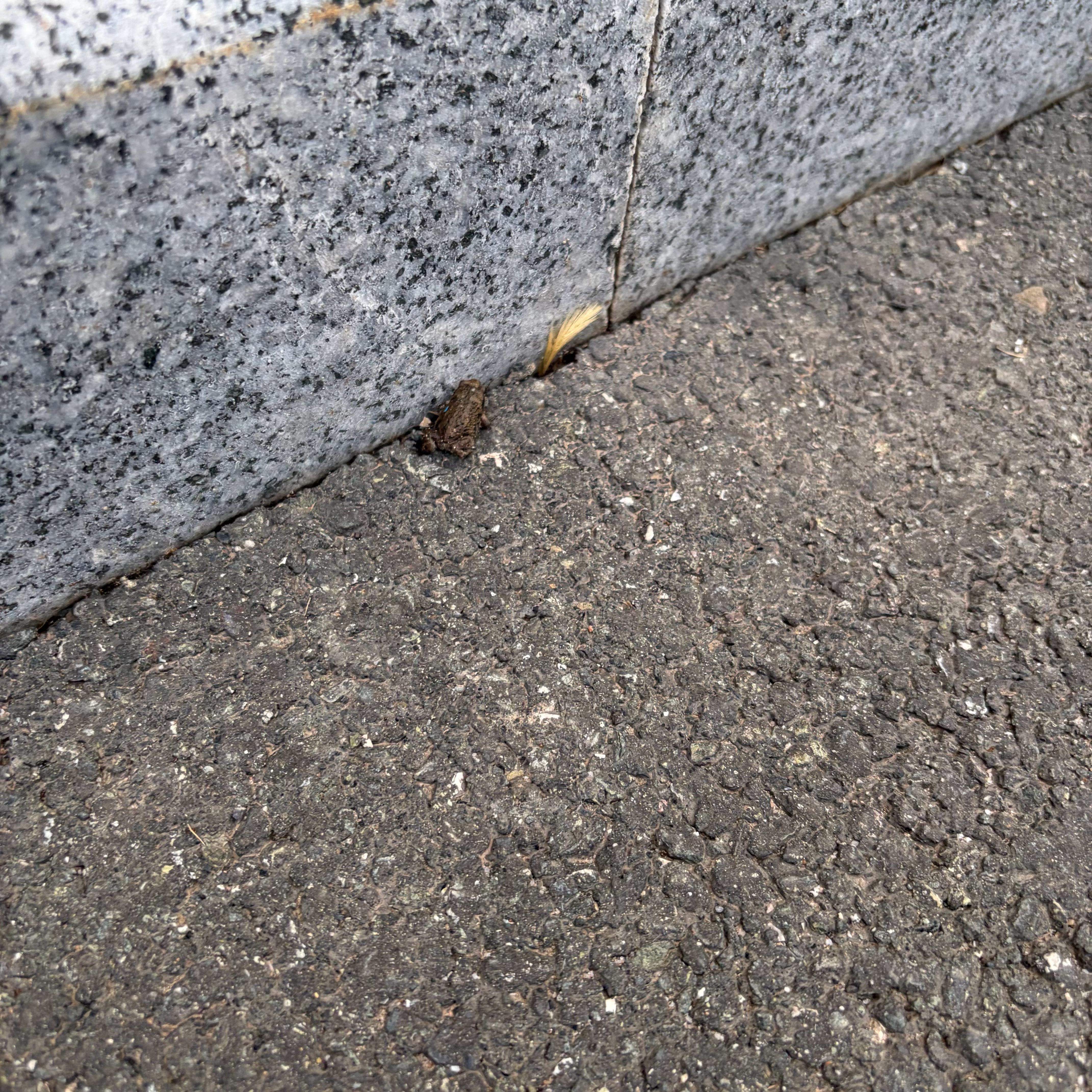 下一秒就被车碾死了 