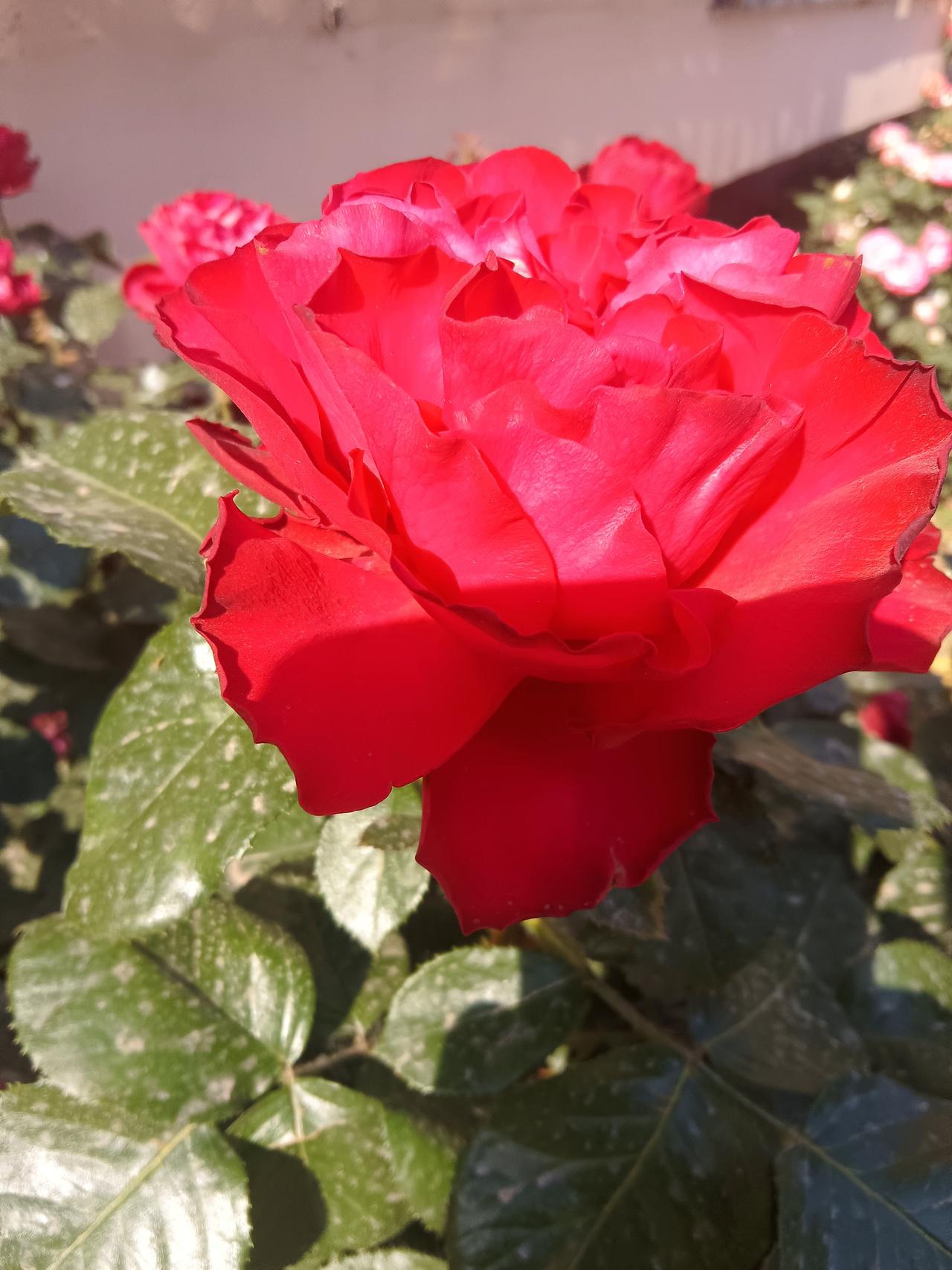 一抹热烈醉人间，万般温柔尽藏花。