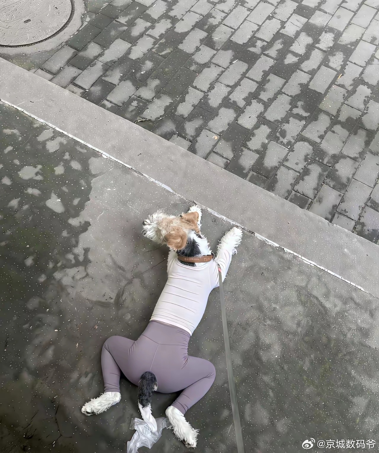 仔细看了半天，是真狗！自己待久了，果然看啥都眉清目秀的