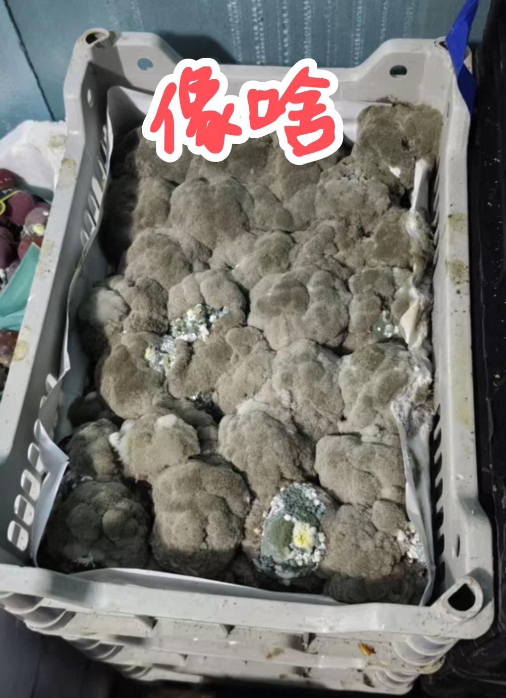 赔哭了，谁家菜花长这样！


一筐筐翠绿的西蓝花竟然变成了灰色毛毛熊！
这是天气