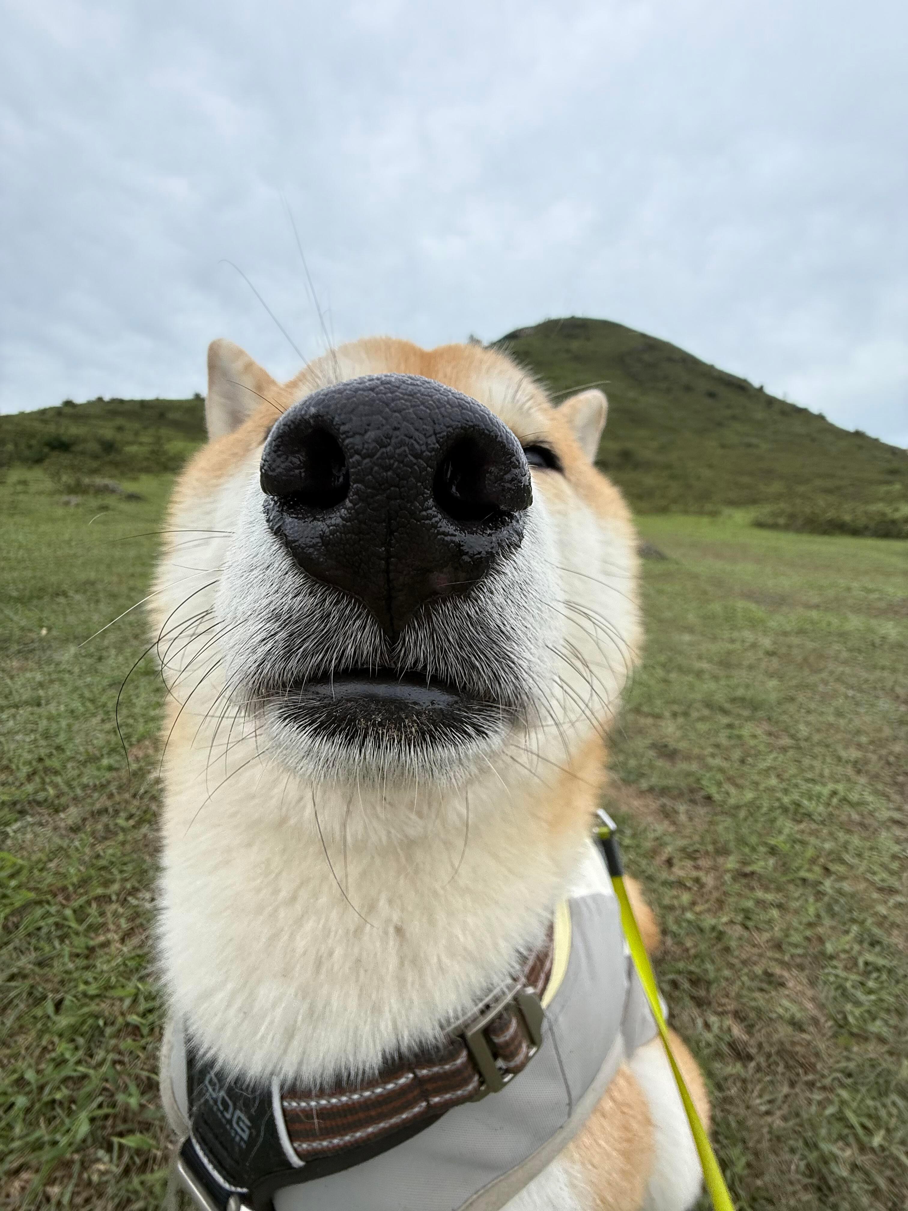修狗的狗生是旷野 ​​​