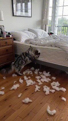 网友家养的猫咪，趁着主人不在家，彻底开启拆家模式，把主卧的席梦思床垫当成了发泄对