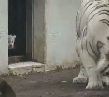 吓唬虎妈的小白虎🐯 