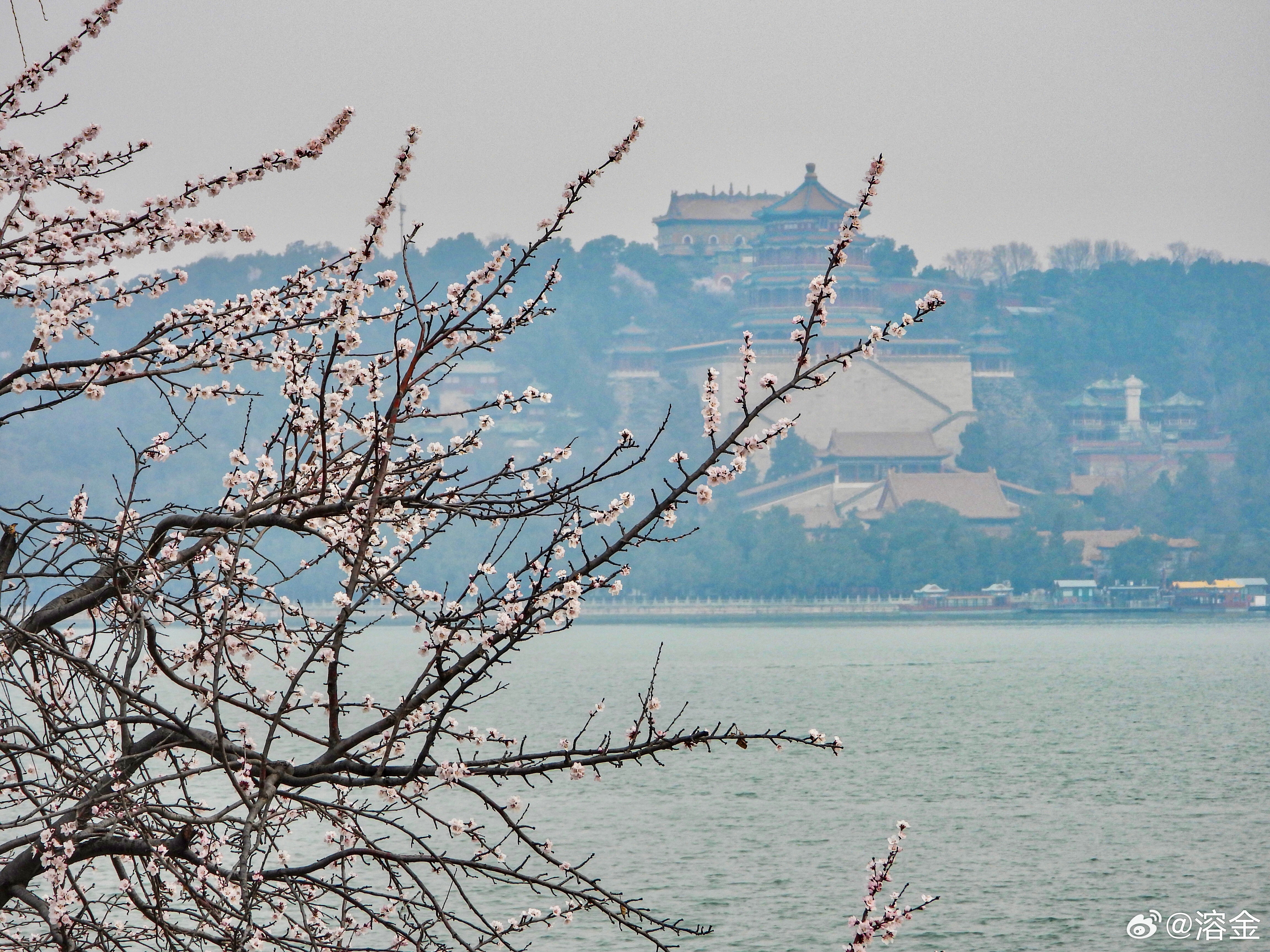 【颐和园】雾锁昆明水，烟笼万寿台。琼枝凝粉雪，玉蕊破寒埃。塔影云中卧，楼光树里裁