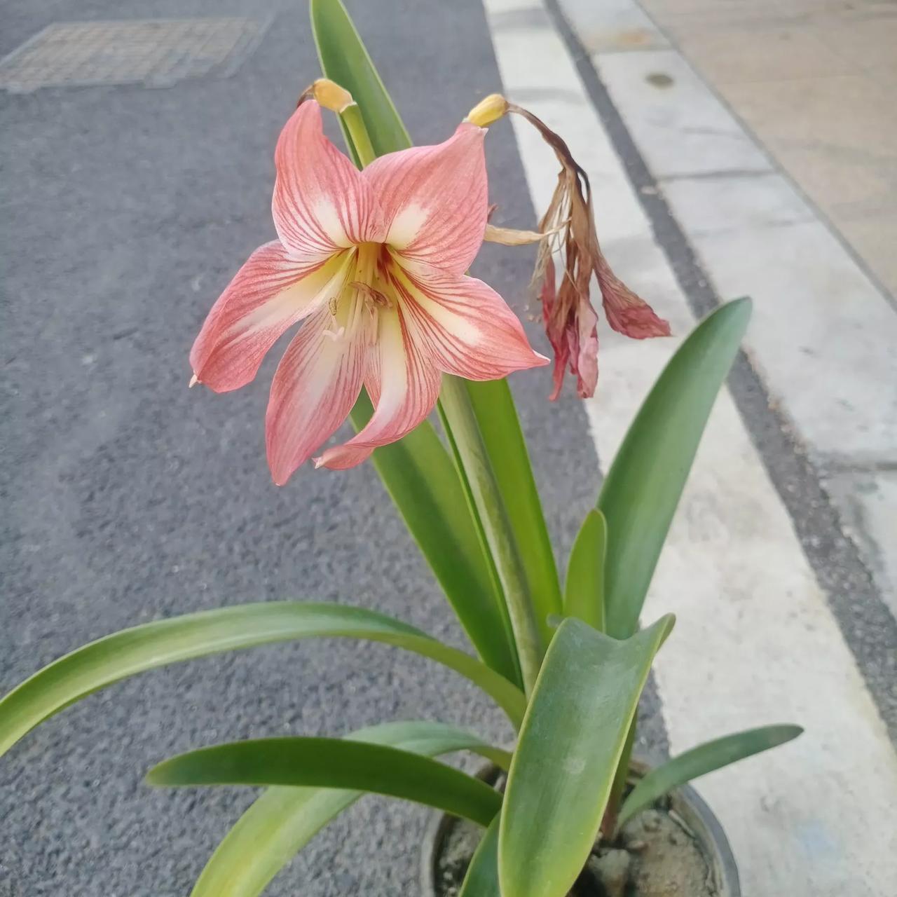 马杜罗比萨达姆运气好，他遇上了虚张声势的特朗普，兵舰气势汹汹地来，原来“软柿子”