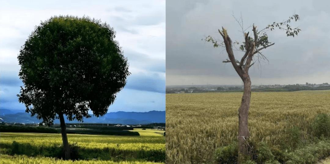 网红孤独树被砍后人更多了白鹿原孤独树被农户砍秃，反倒游人挤爆，这事把网红流量的人