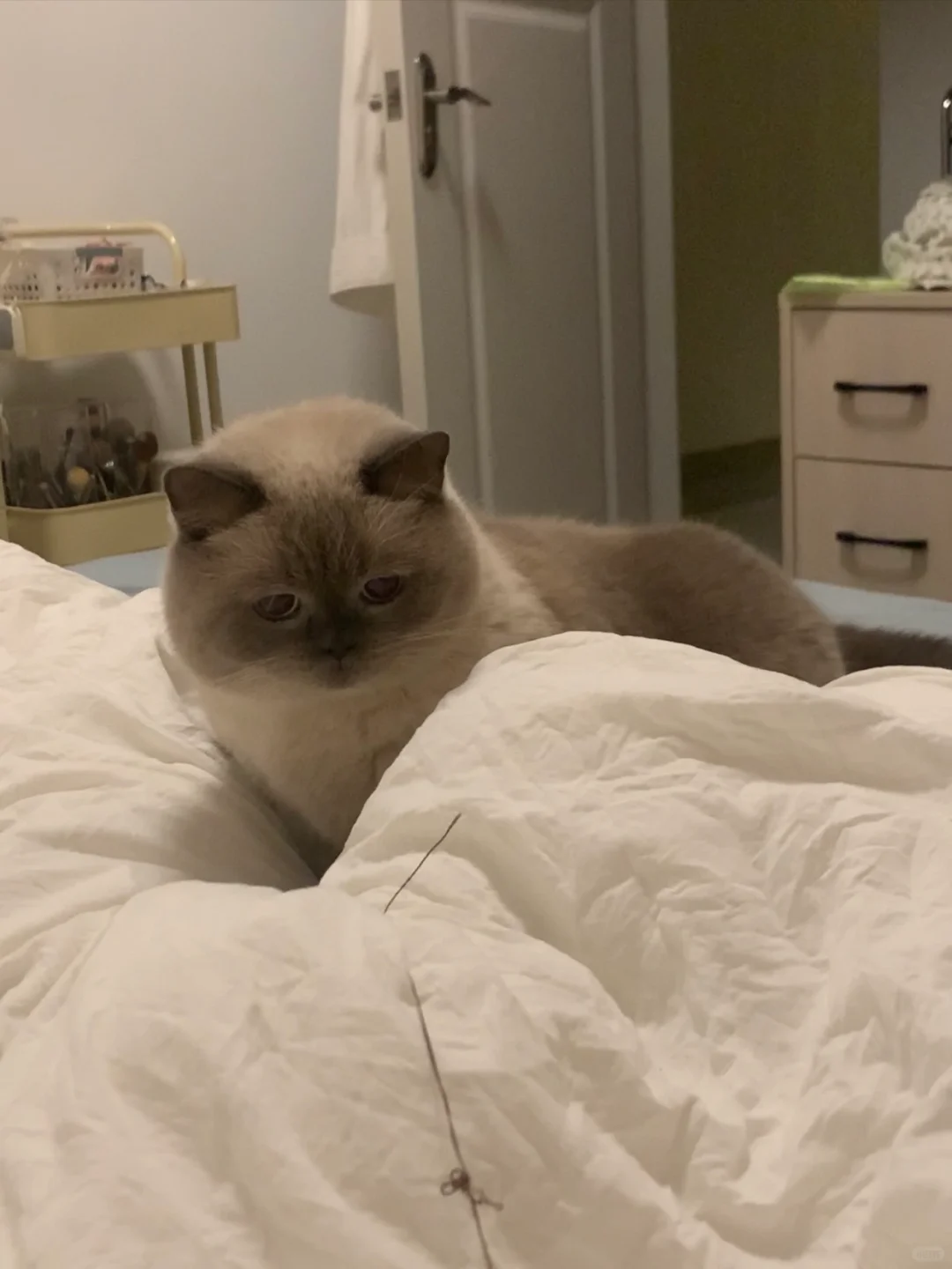 这和养了一只小黑熊有什么区别？！