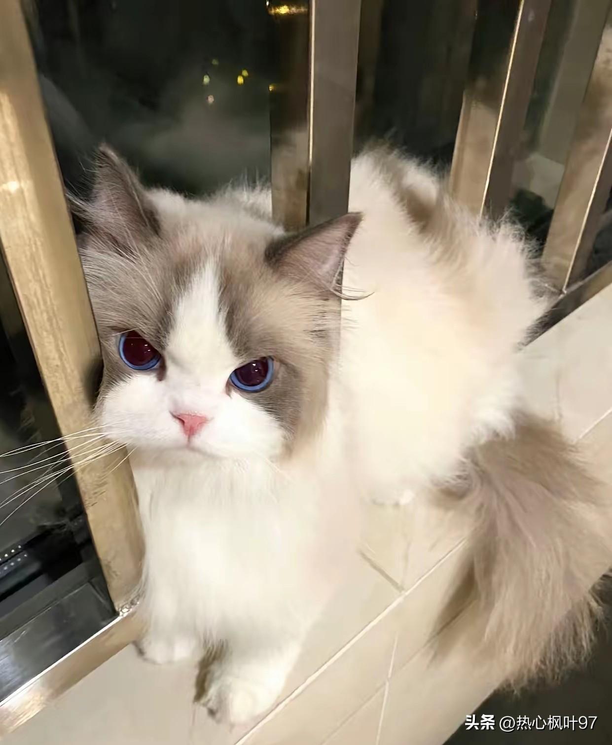 绝了！夫妻被窝聊旅游不带猫，猫咪当场记仇
 
夫妻俩晚上在被窝里商量出门旅游，把