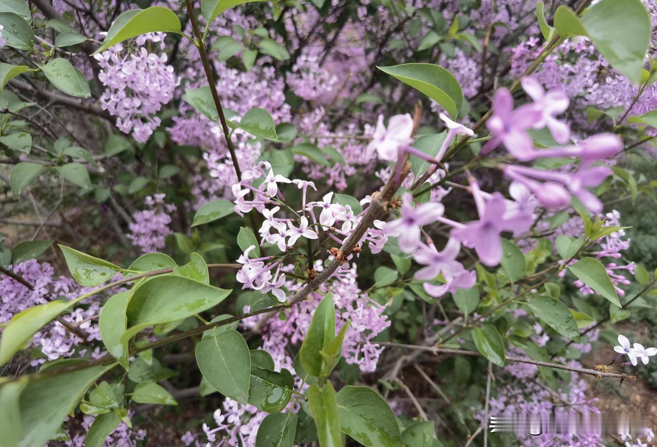 雨后，兰州南河道的丁香花爆放，浓烈的花香，四散飘逸！可以说，雨后的南河道，是被花
