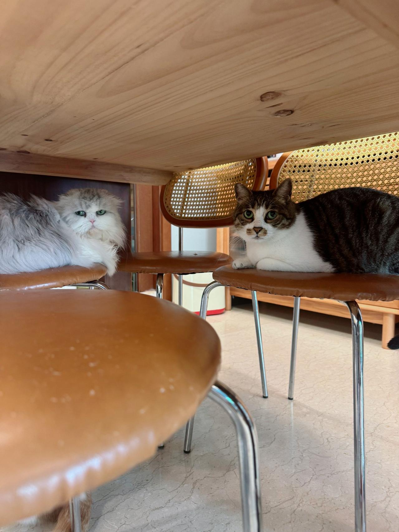 社交力杠杠的碧小姐