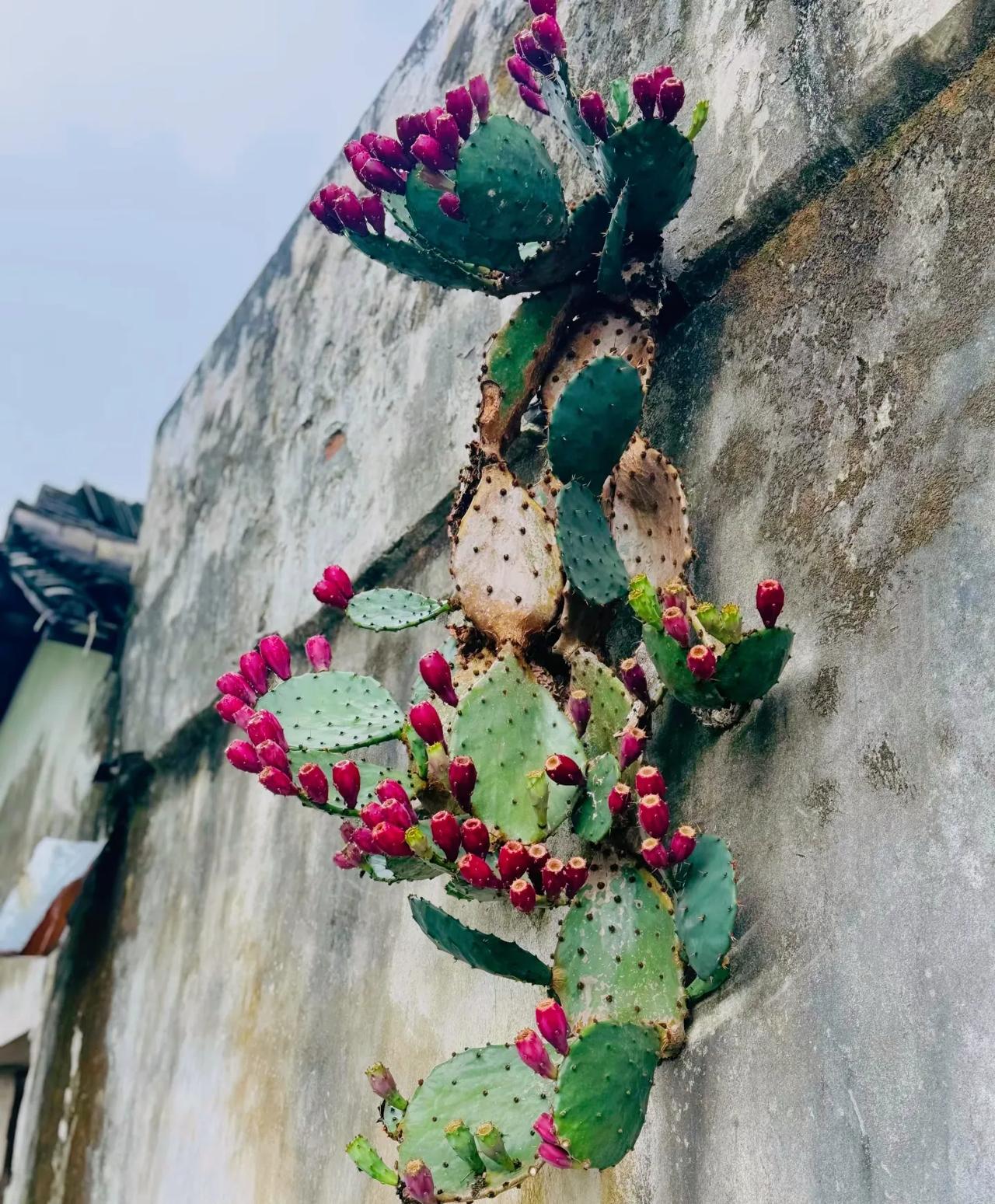 这棵仙人掌
就像个庞然大物
高高的挂在一个老宅的水泥墙上
结满了红色的果实
可以