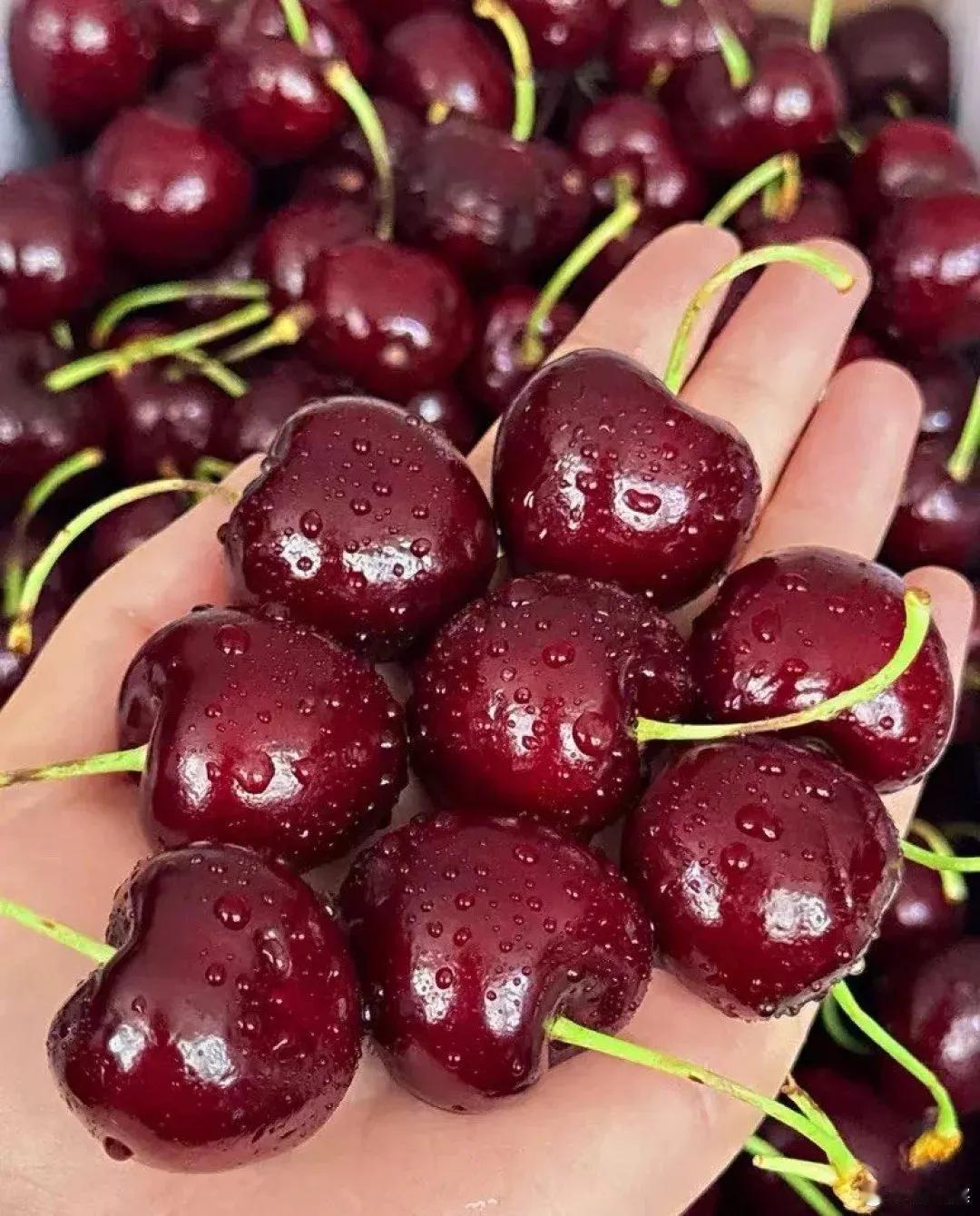 原来车厘子里有褪黑素，
这含量微乎其微吧，
不过今年的车厘子价格是越来越低了，