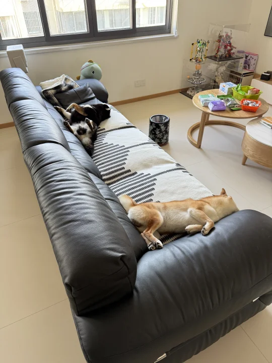 原来是有狗在替我岁月静好
