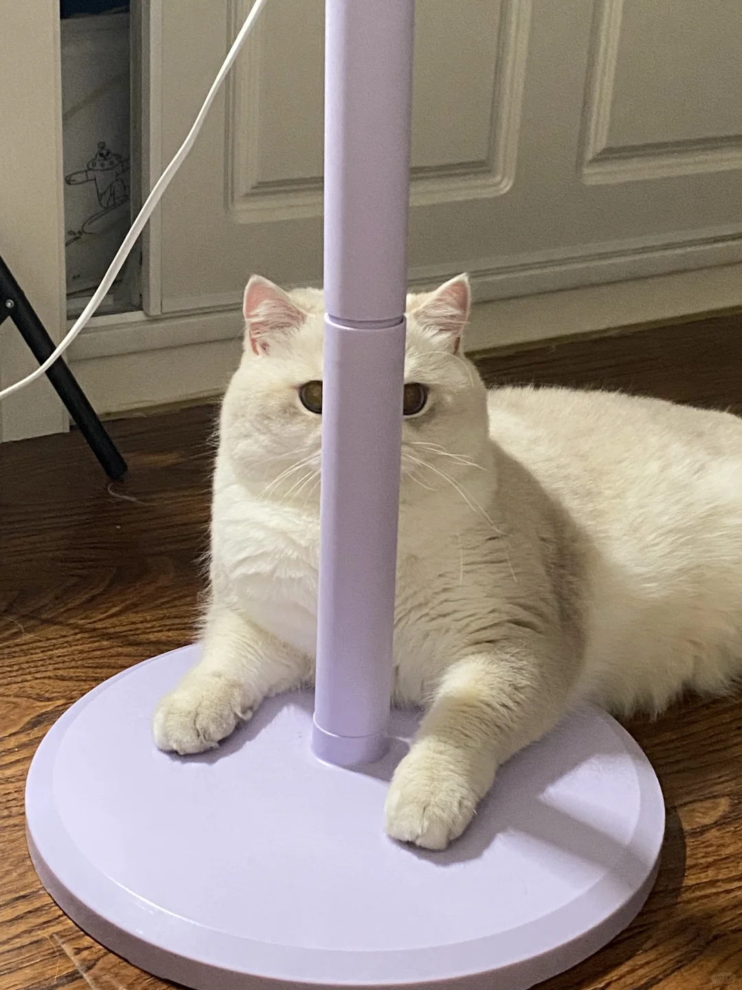 躲猫猫