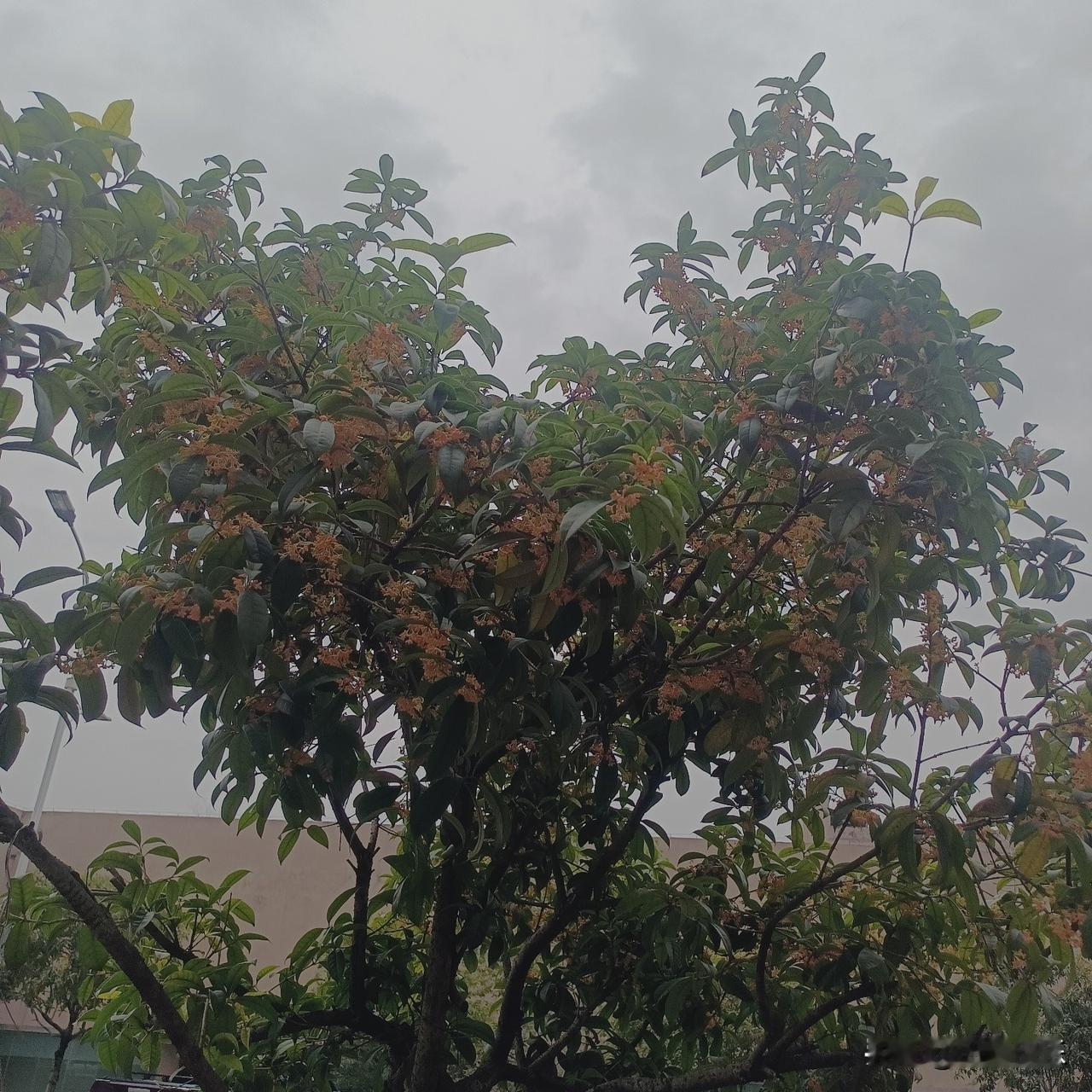 今天天气刚刚好，闲来无事出门散散步，走着走着就被路边的树留住了脚步。
 
抬头一