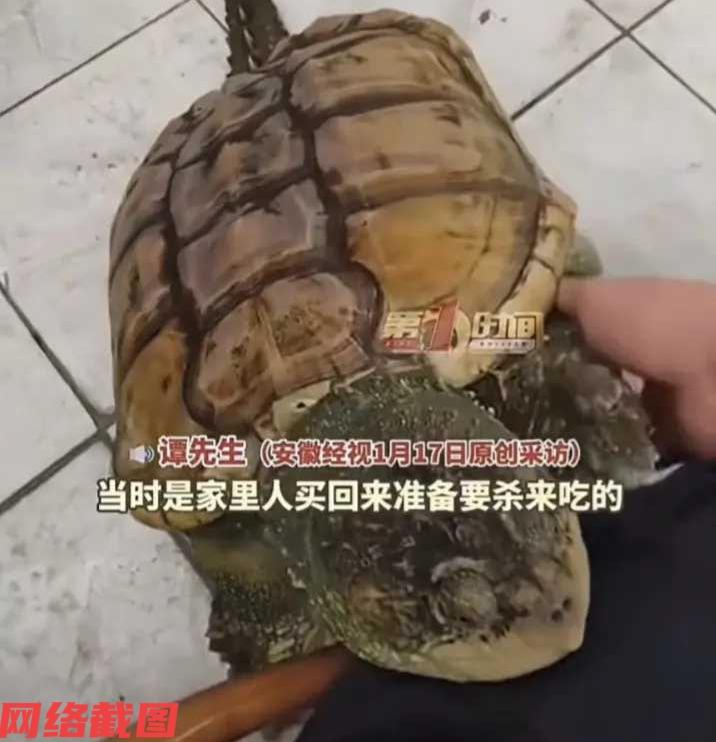 广东佛山有家人买鳄龟准备食用，但家里有男子没有同意，之后男子便把鳄龟饲养起来，这