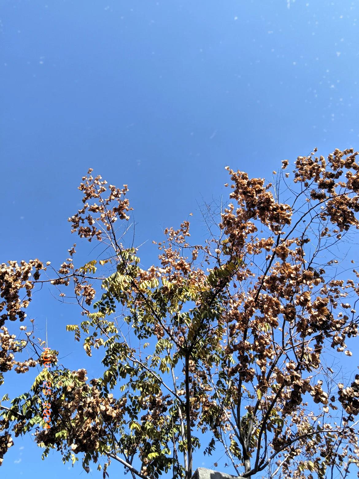 看似阳光明媚，蓝天更蓝绿树欲静而风不止，
天真的很蓝，寒风萧瑟，树叶华华落尽冷啊