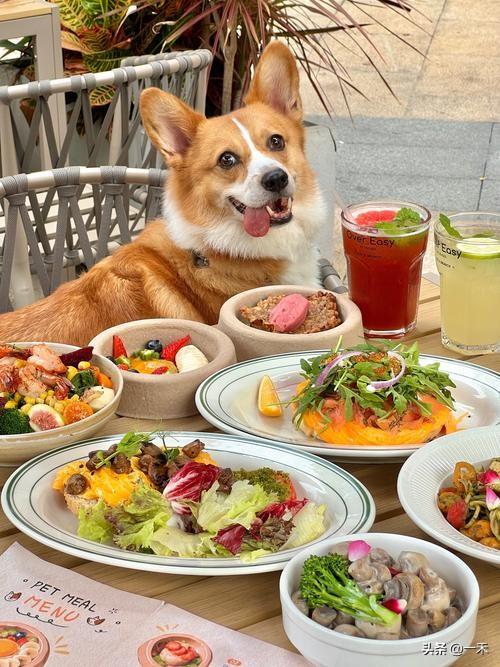 餐厅能不能带狗？别吵了，最佳方案是“分类管理”
 
最近关于“餐厅能否带宠物入内