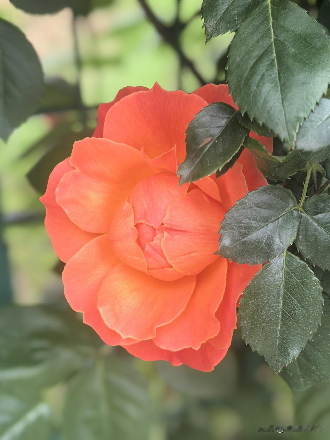 女性要有自己的房子和经济收入，按自己的兴趣及喜好来安排自己的生活。

写作或旅行