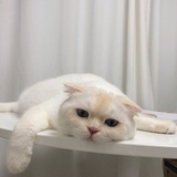 寒梅热看音乐