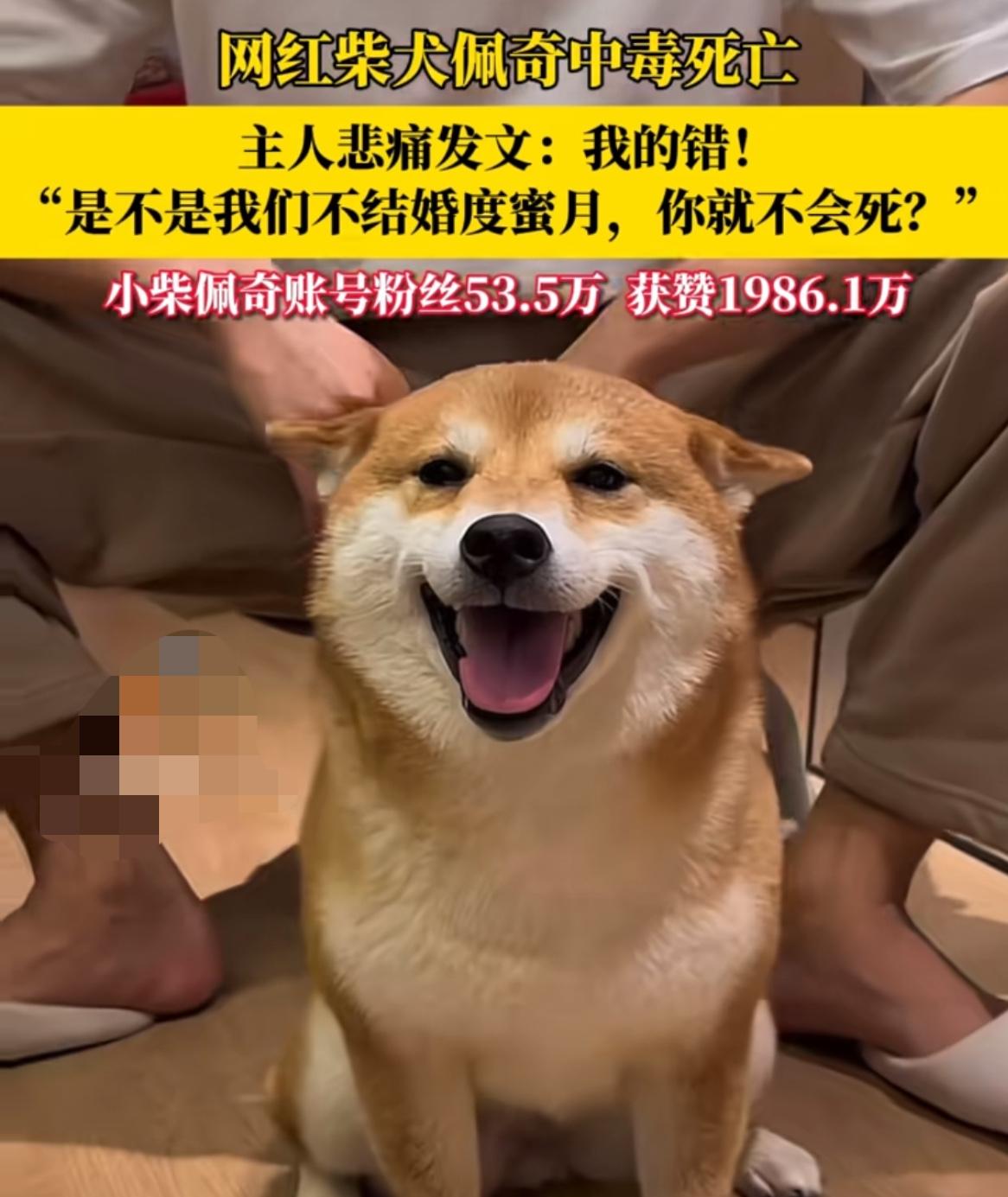 痛心！网红柴犬佩奇回汪星球了，它的主人痛不欲生，后悔自己回山东老家，害佩奇送了命