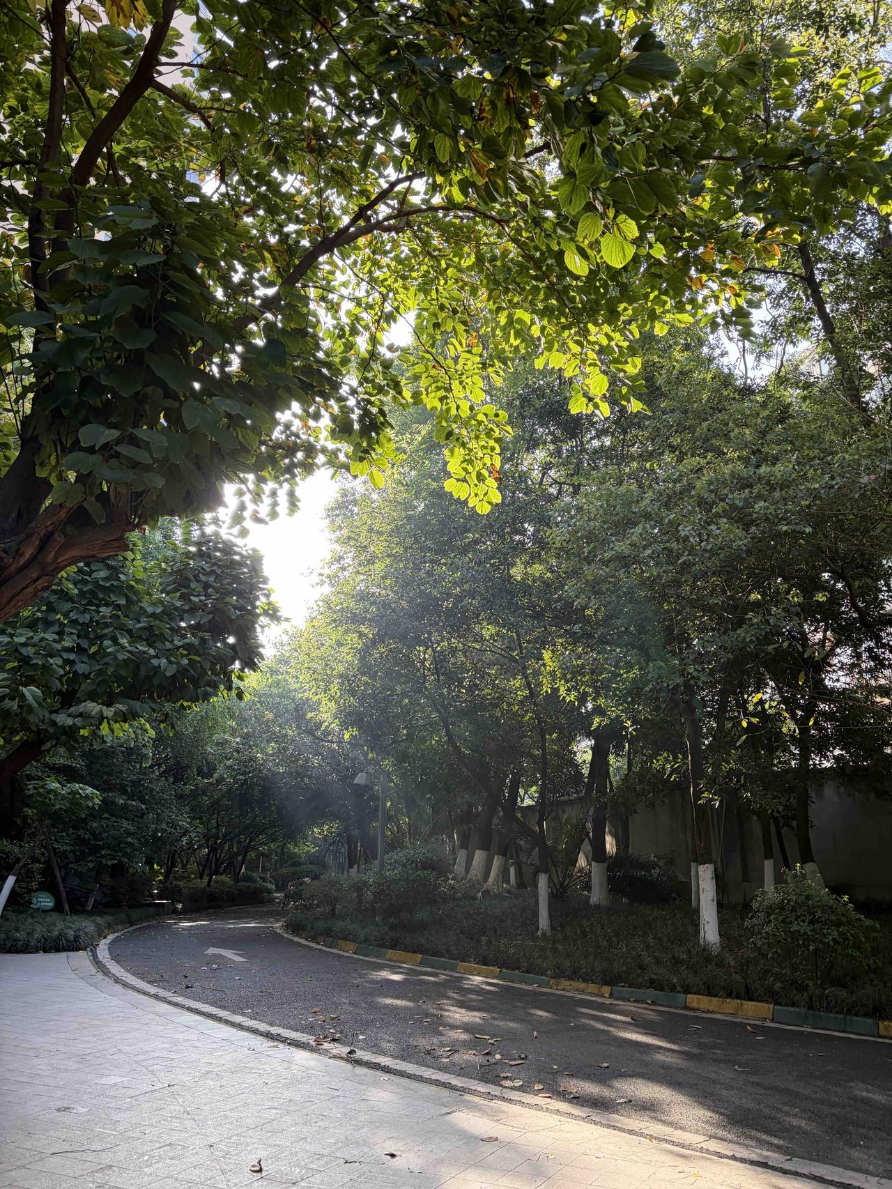 初愈的晨光 260417

出院回家后第一次下楼散步，晨光从树缝里漏下来，落在身