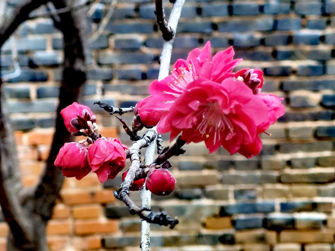 随手一拍分享最美的花成功的花，人们只惊羡她现时的明艳！然而当初她的芽儿，浸透了奋