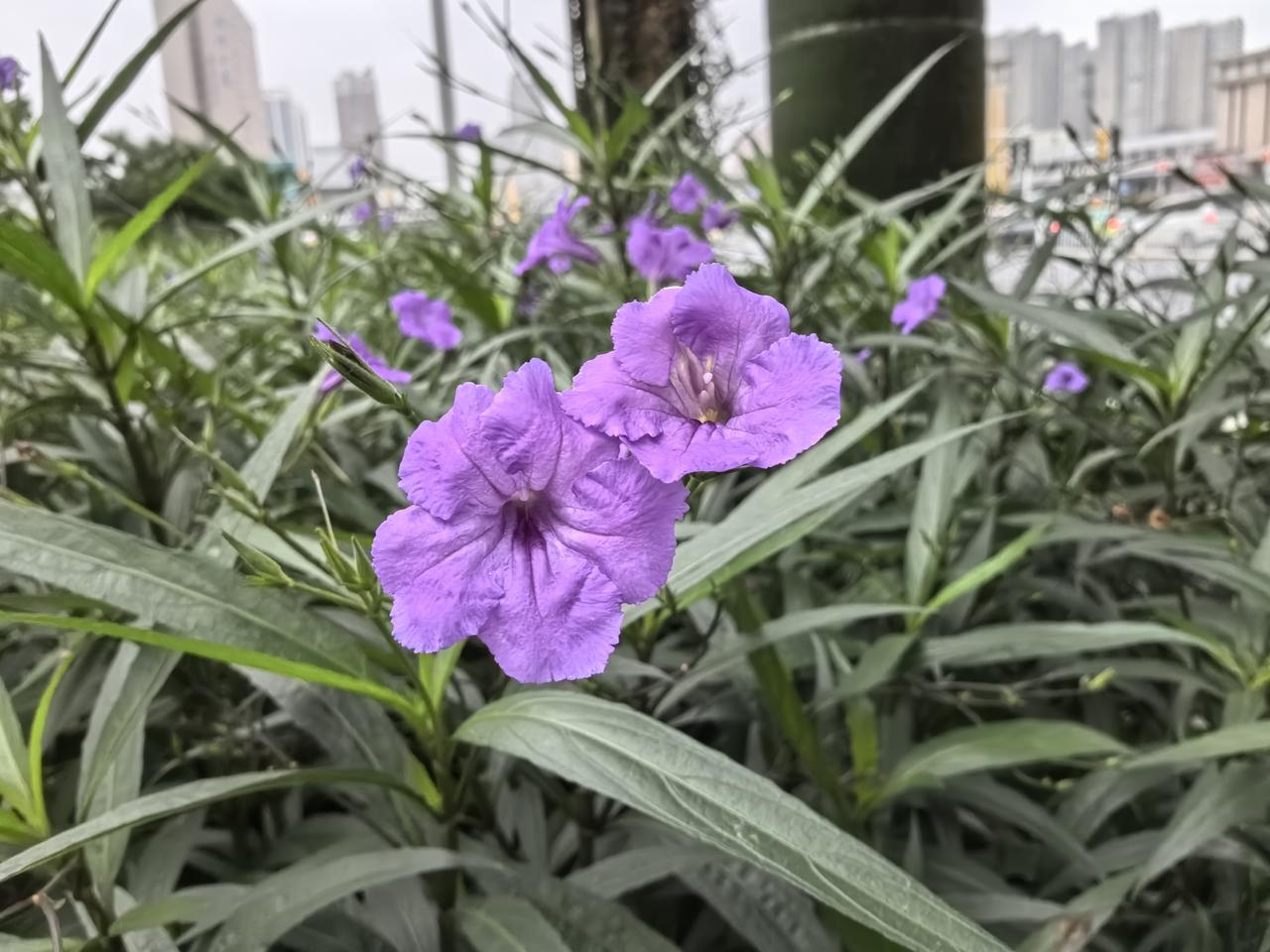 原来这就是兰花草啊

老天爷终于把雨袋子口收了一下下，赶紧出门办事。路过襄阳火车