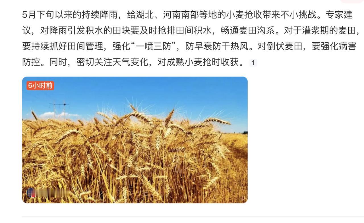 小麦收获遇到降雨怎么办?
怎么会有这么低智的问题，小麦收获遇到下雨，当然是啥也不