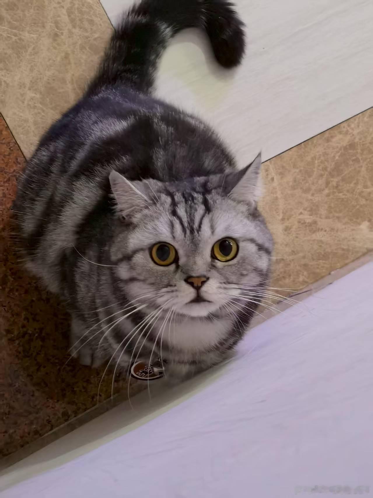 给你们看看猫家猫美貌我的骄傲 
