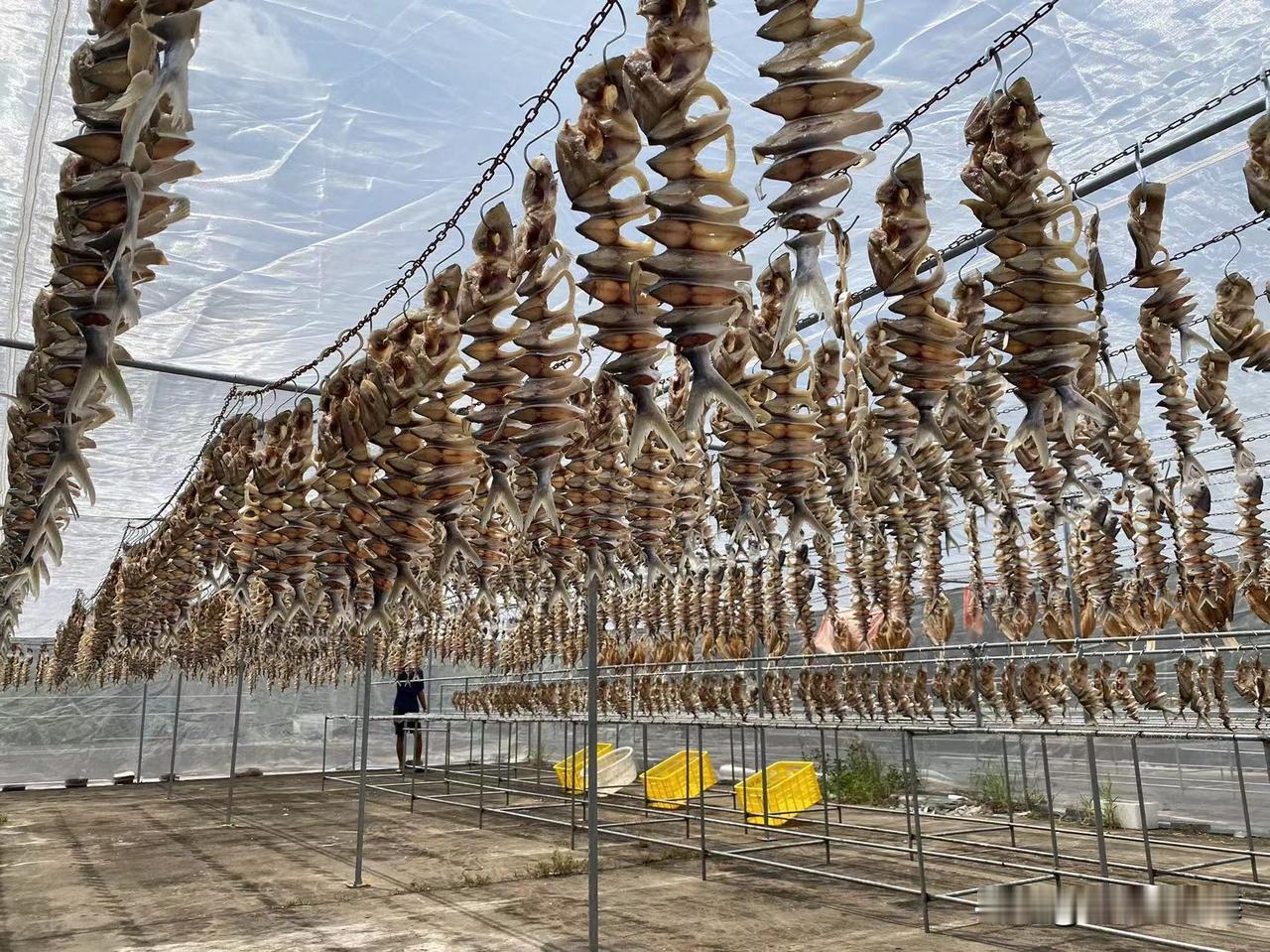 金鲳鱼学名卵形鲳鯵，我们海边人俗称“黄腊鲳”，它肉多刺少，只有中间一条主骨，鱼肉