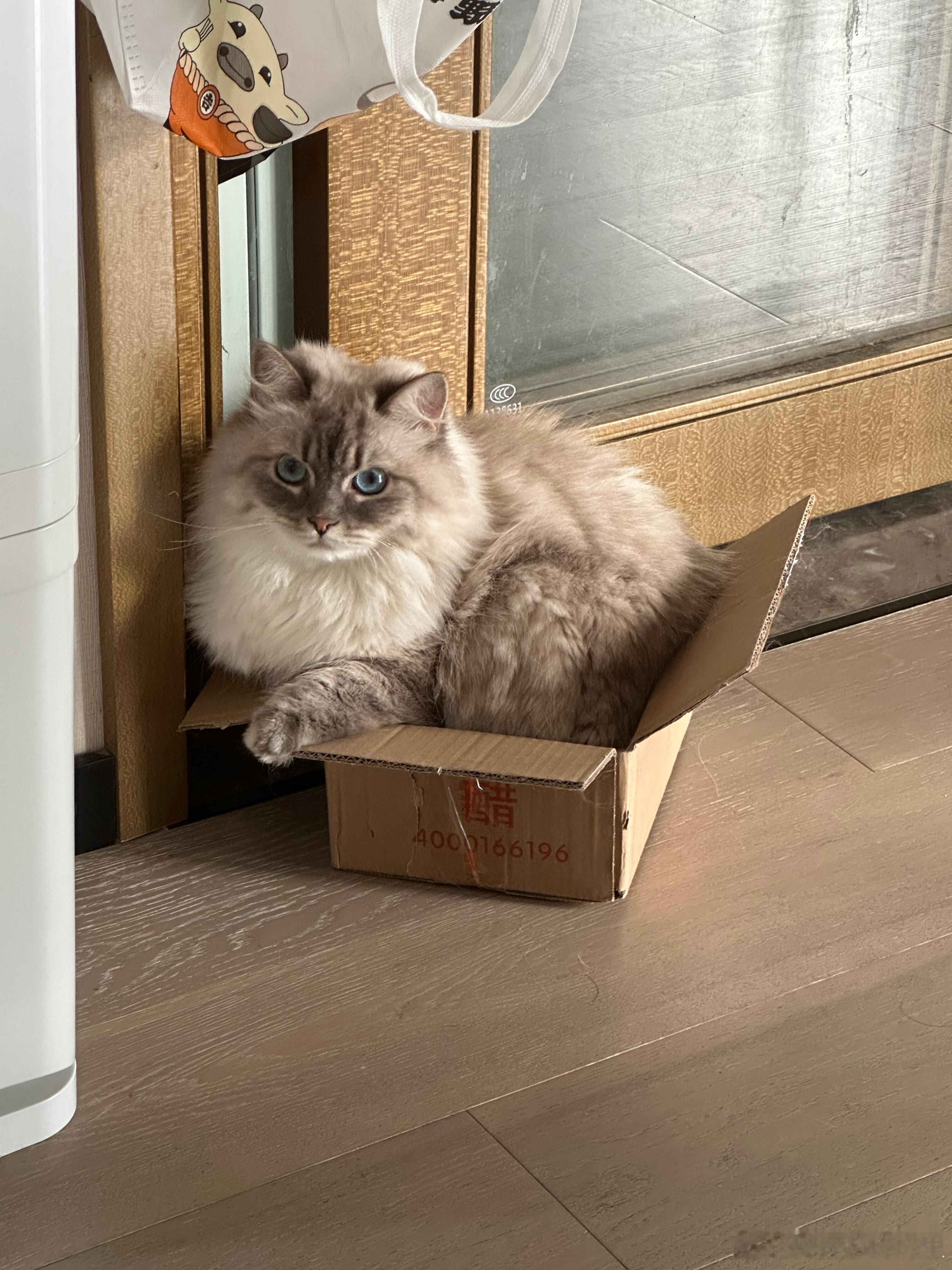 对自己体型没有一点认知的猫猫[哼] ​​​