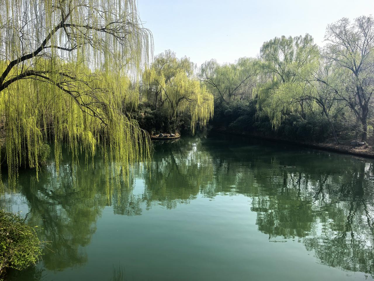 大明湖.咏柳
碧玉妆成一树高，
万条垂下绿丝绦。
不知细叶谁裁出，
二月春风似剪