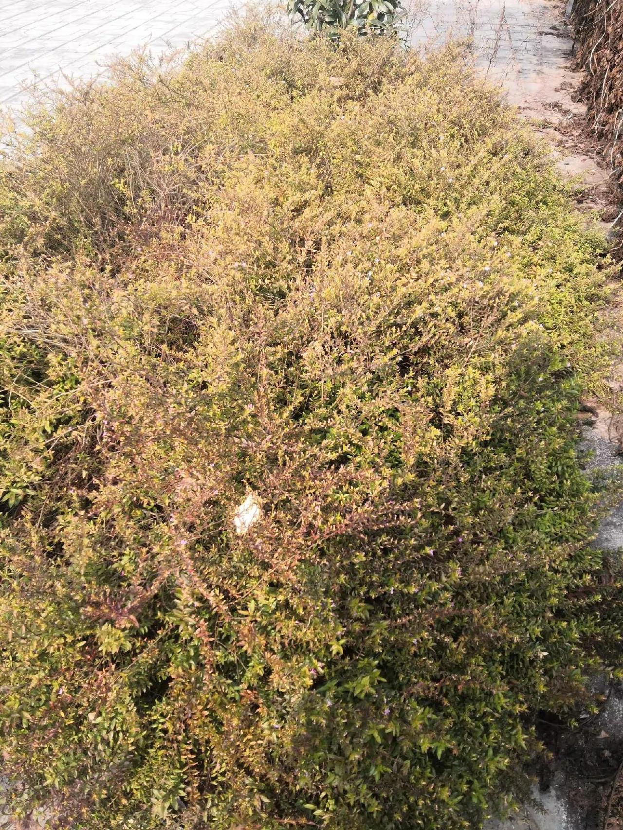 当地桃花谷广场上乡村生活 在农村生活 乡村的生活 农村生活日常