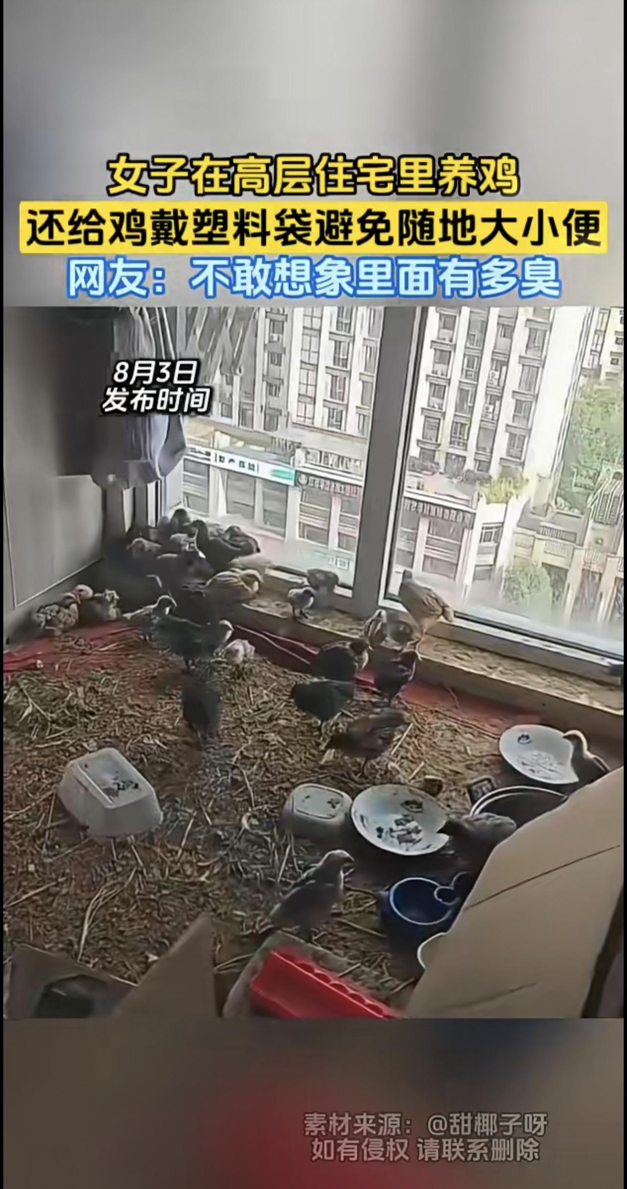 女子在高层住宅里养鸡，还给鸡戴塑料袋避免随地大小便，网友：不敢想象里面有多臭
