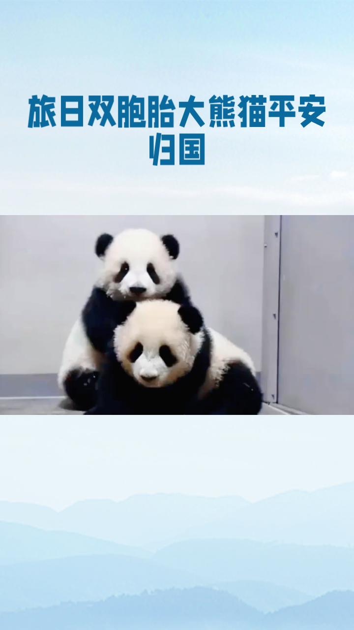 旅日双胞胎大熊猫“晓晓”和“蕾蕾”终于踏上归途，时隔多年再次回到祖国怀抱，这背后