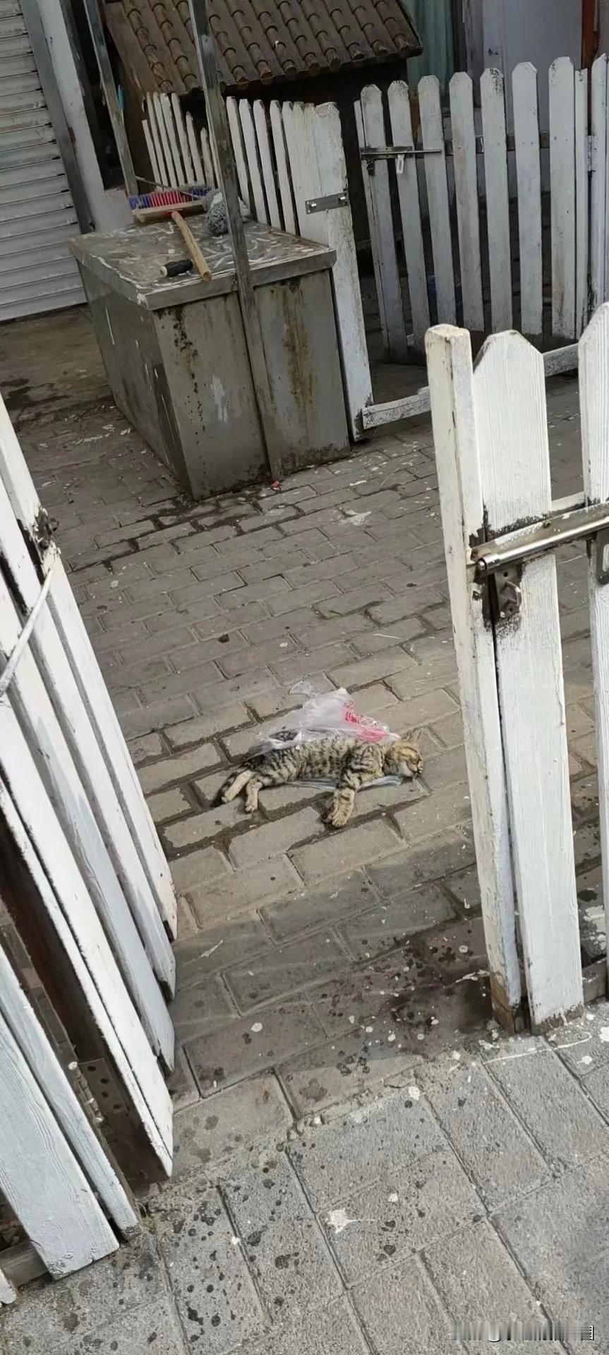 早上看见一个宠物店的朋友发圈，又有人把生病的猫遗弃在他院门口了，对猫主人感到无比