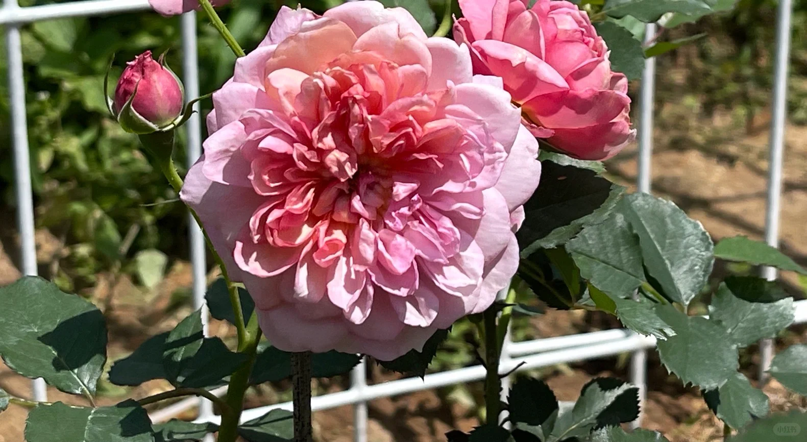 春花的尾巴