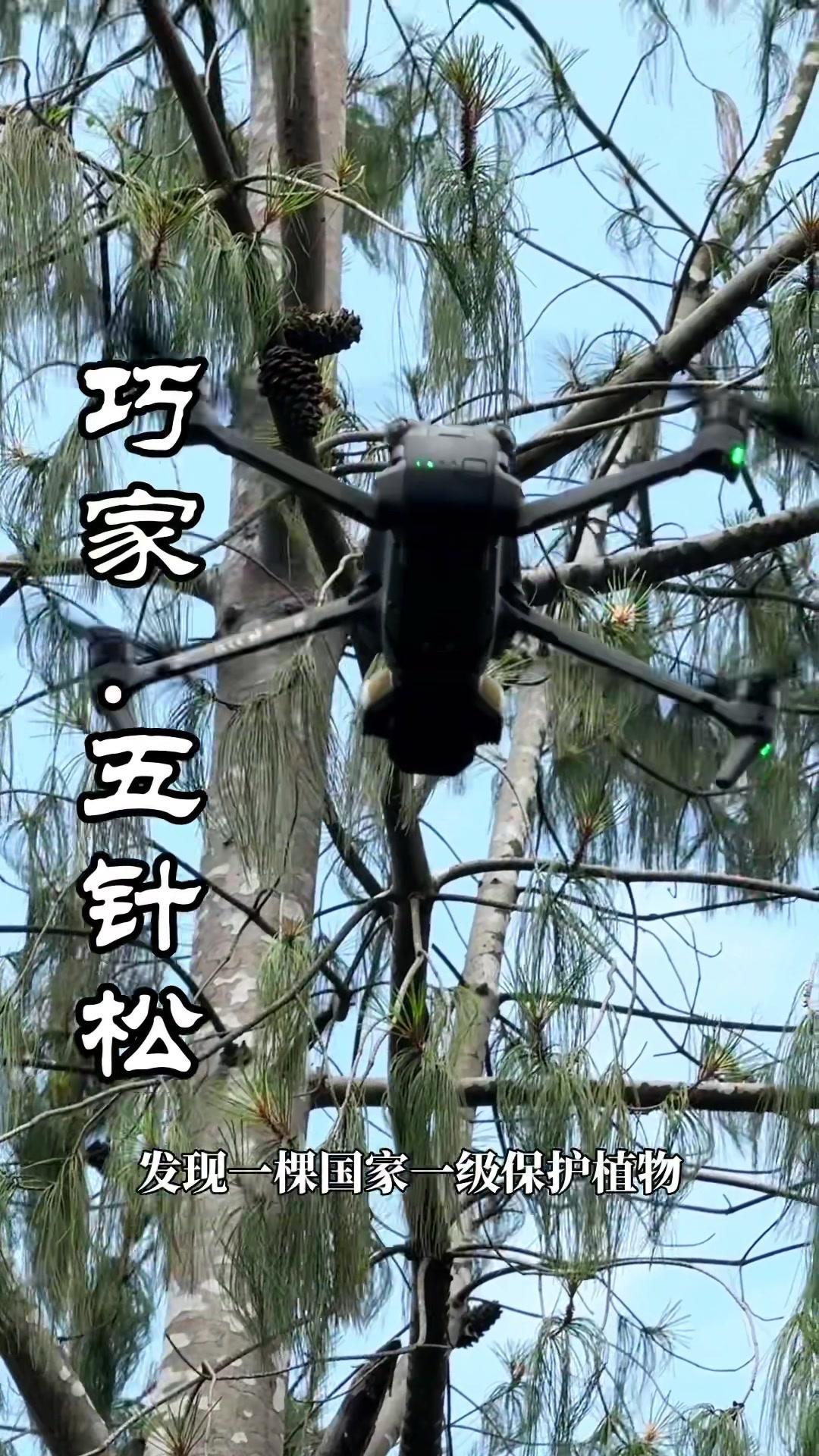 🌳云南巧家发现一棵国家一级保护植物，它生长在巧家县杨家湾，由于它的一组枝叶由五