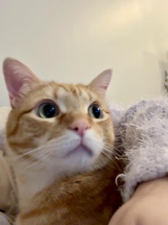 电视有这么好看吗