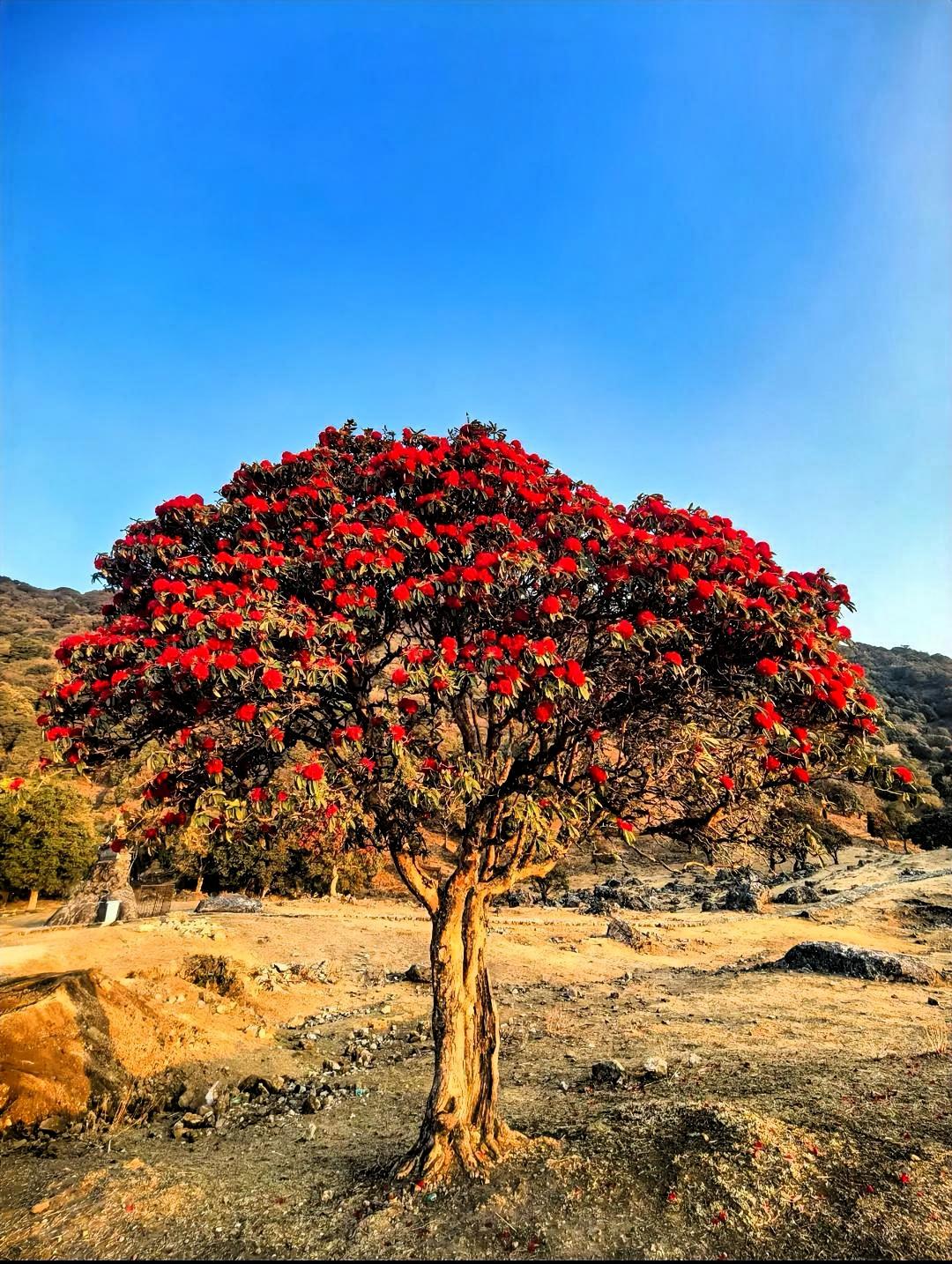 一棵开满红花的大树在荒野中。这棵树仿佛是荒野中的一团炽热火焰，在一片荒芜寂寥里独