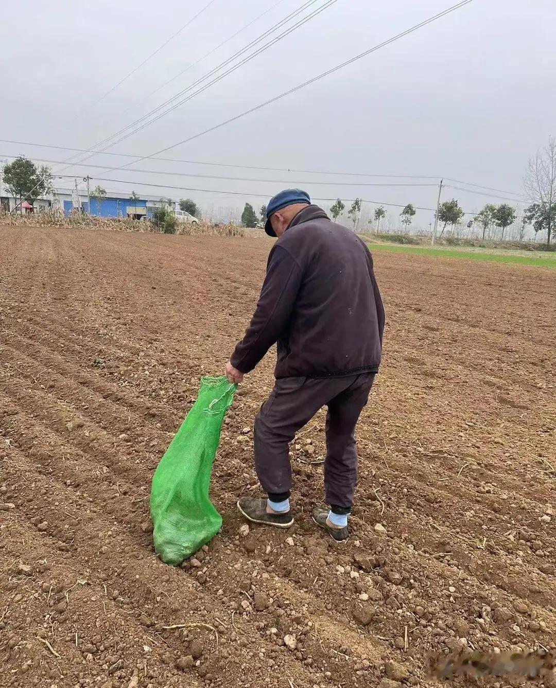 河南多地发生“哄抢”事件，有承包户雇20多个人都拦不住。又一个新名词“失序集体捡