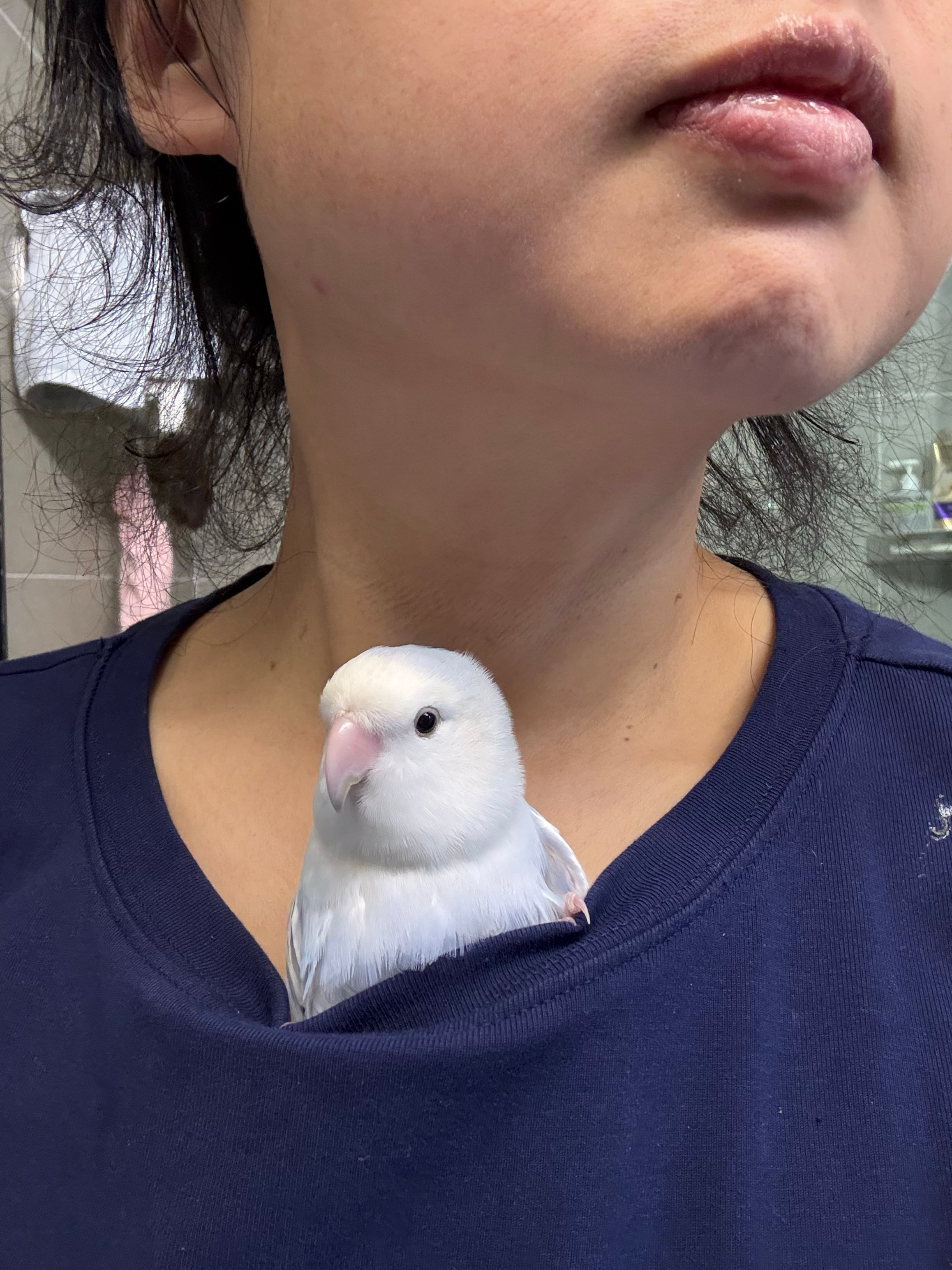 发个🐔拍 