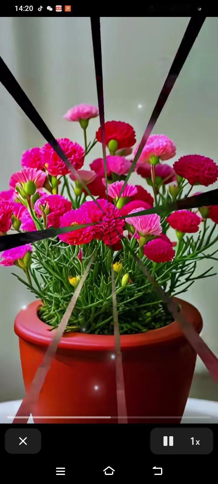 #上联：雪吻梅花醉，诚邀下联#上联：雪吻梅花醉
下联：风扶柳影痴
 
上联中雪与