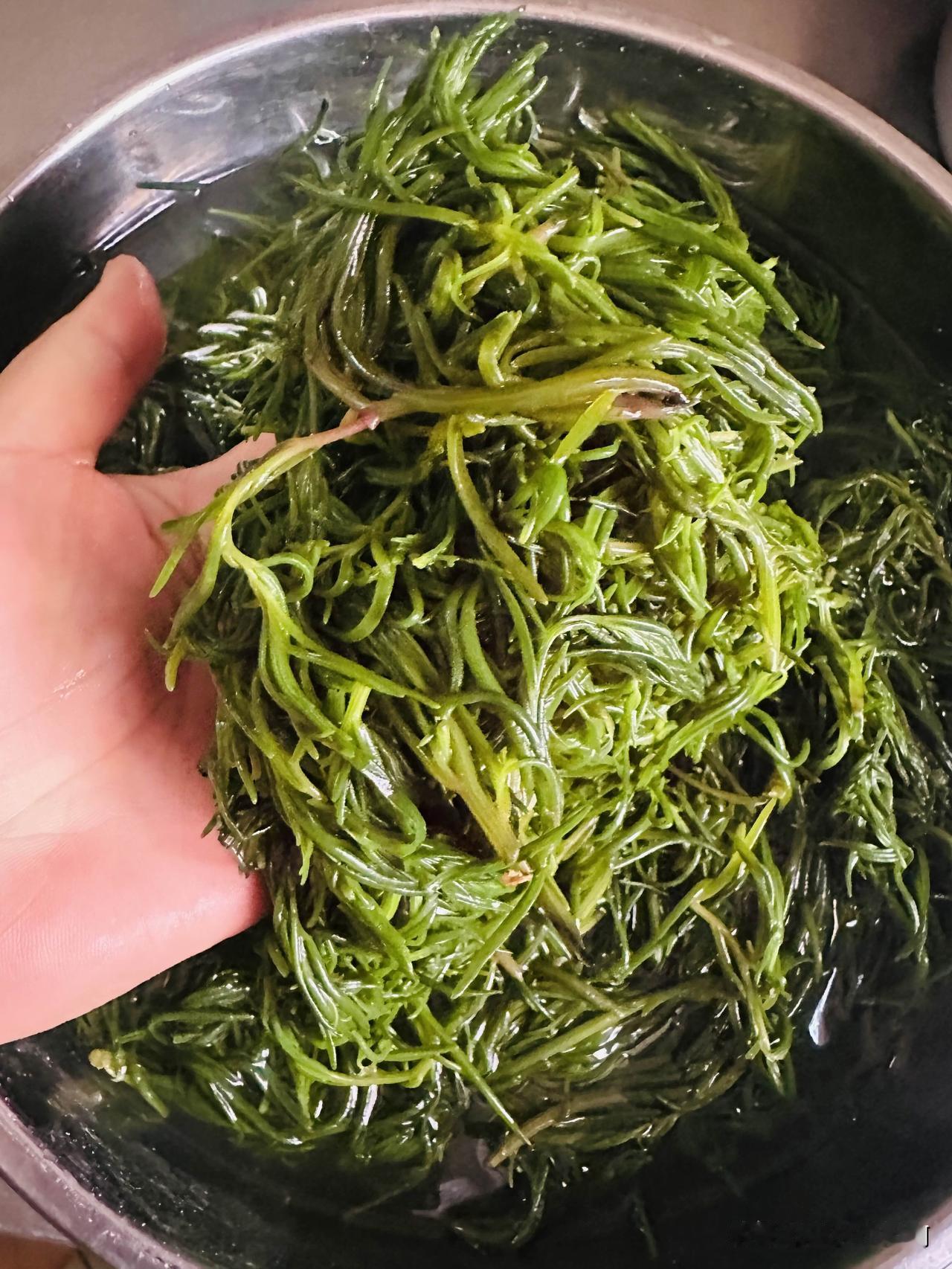 前天买的野菜“海蓬菜”到了，懒的没收拾。
今天上午摘了摘洗净焯水分包装冰箱里了。