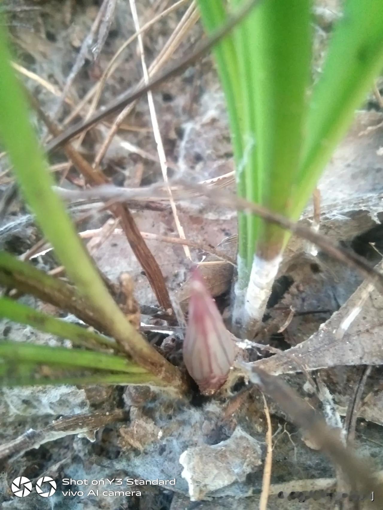 今天山上见到，野生的绿豆兰花，岀来花苞了。如果是香绿豆，不开花老鼠就吃了。