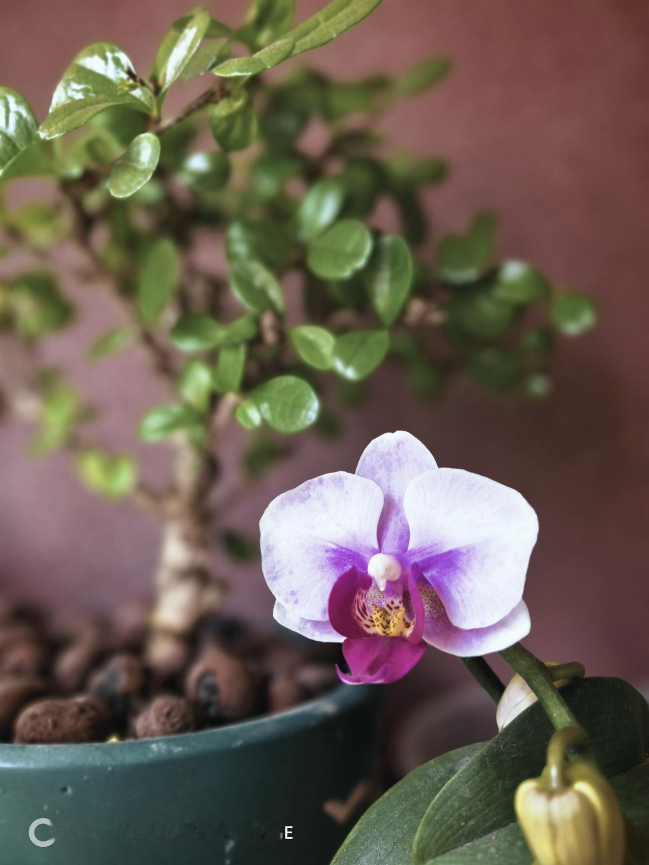 广东人煲汤，最不能容忍的是放什么，你们知道吗？煲汤，我还算可以吧，可以根据不同季