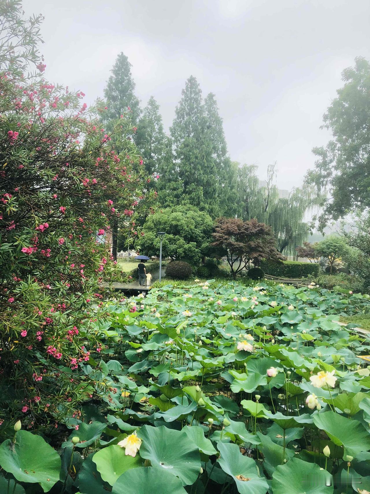 没完没了的细雨闷得人提不起劲，可换个心态就舒服多了。这是江南独有的时节，雨水养肥